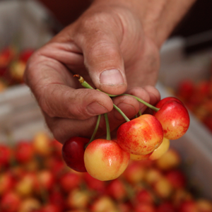 Chukar Cherries Fresh Rainier Cherries before being naturally dried without added sugar