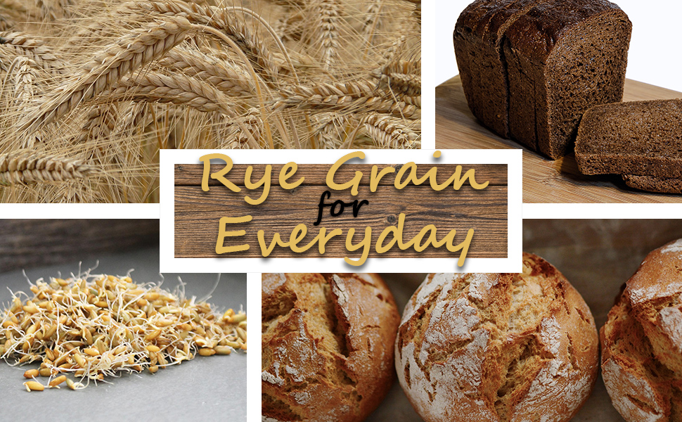 Raw rye grain, sprouted rye, rye bread, and rye bread rolls with text, "Rye grain for Everyday."