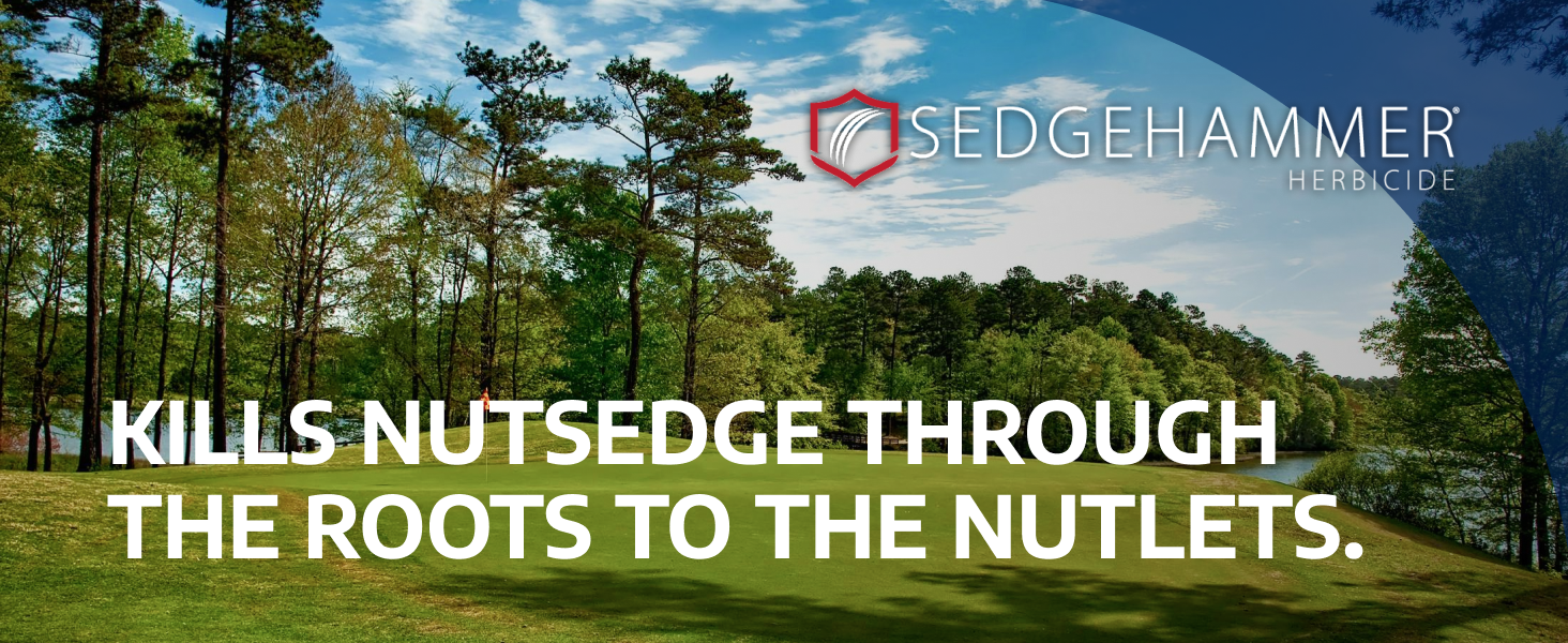 sedgehammer sledgehammer herbicide yellow nutgrass selective flower beds augustine poa annua not