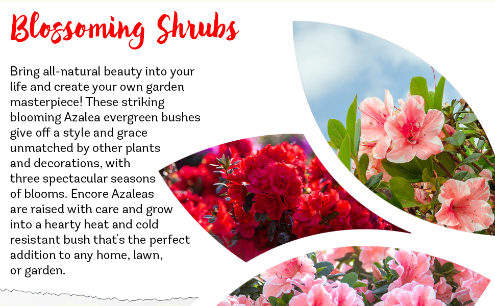 Plants by Mail Encore Azalea bush rhododendron blooming flowering shrub plant pot