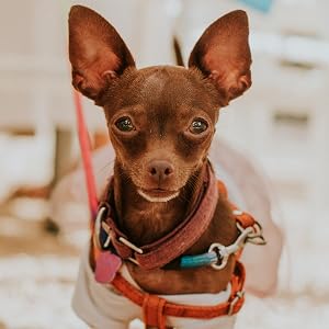 Brown Chihuahua