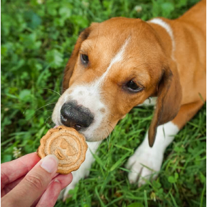 dogs puppies training treats delicious flavorful healthy crunchy cookies jerky cloud star meaty good