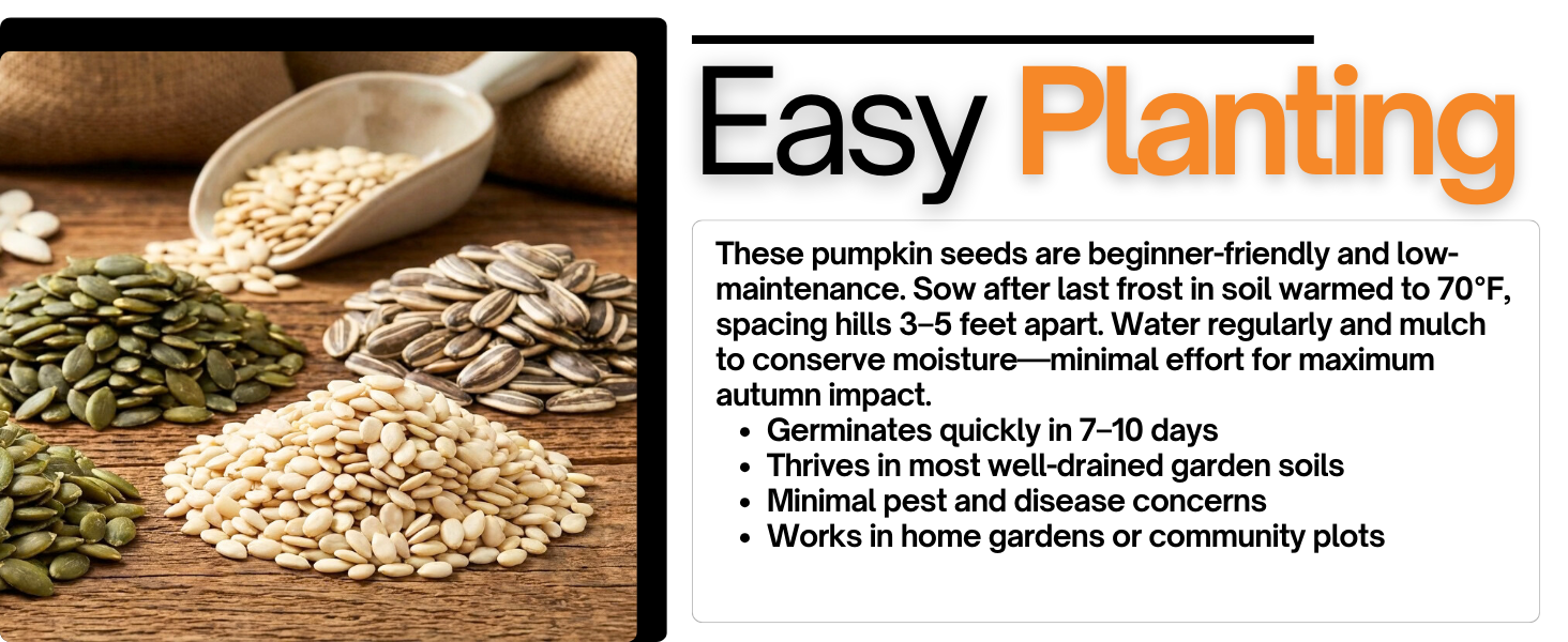 pumpkin seeds