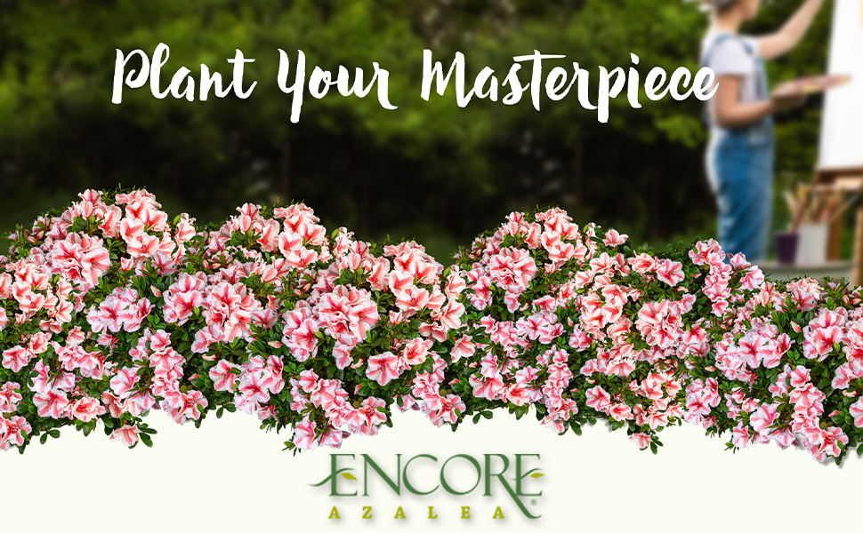 Plants By Mail Encore Azalea Autumn bloom blooms flower Rhododendron Spring Summer Fall