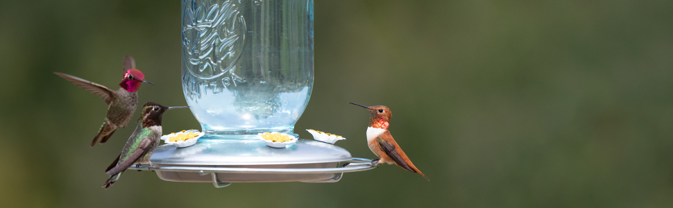 Perky-Pet Mason Jar Glass Hummingbird Feeder features five ports so there&amp;#39;s plenty of room to dine