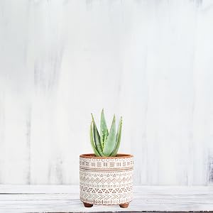 Small Size: 4.5" H x 4.7" diameter
