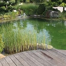 pond-2