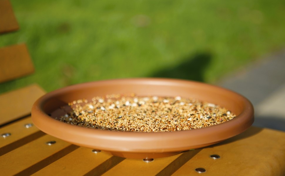 Bird Feeder