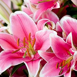Sparkling White Diamonds Lily