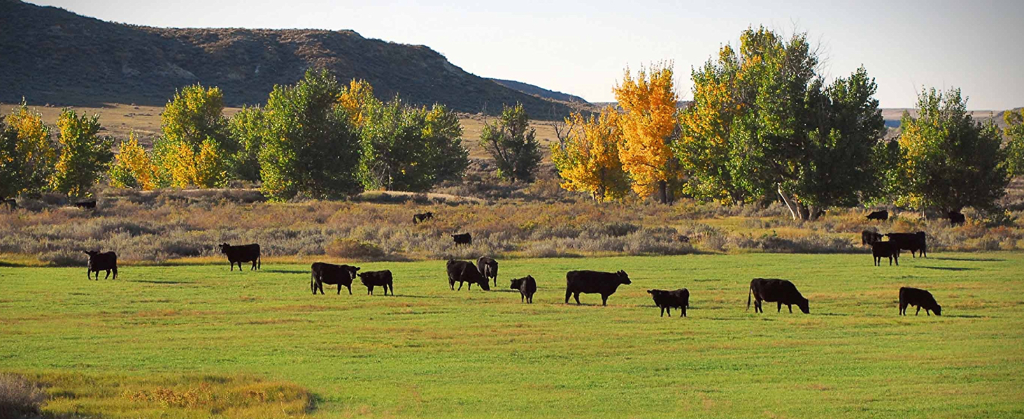 Roaming cows