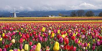 Holland Bulb Farms