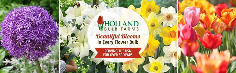 Holland Bulb Farms, Serving the USA for Over 50 Years