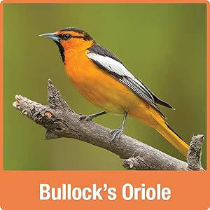 Bullock's Oriole