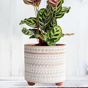 Large Size: 8" H x 8.6" diameter