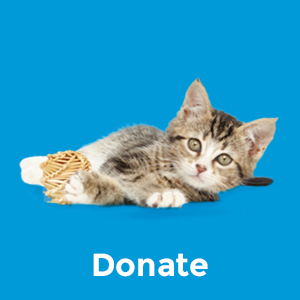 cat shelter;paw pints;cat litter clumping;clump and seal;clump cat litter;clumping cat litter