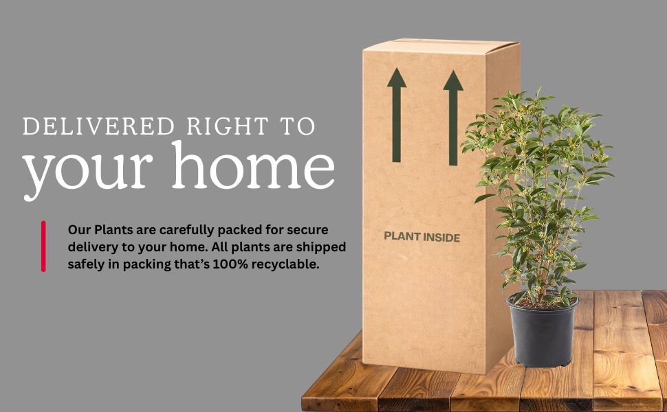 Delivered to your home