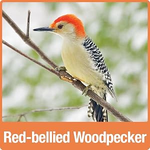 Red-bellied Woodpecker