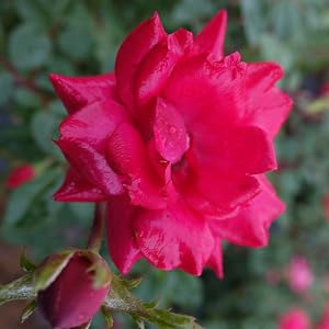 red;flower;rose