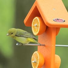 Scarlet tanager on double orange fruit feeder