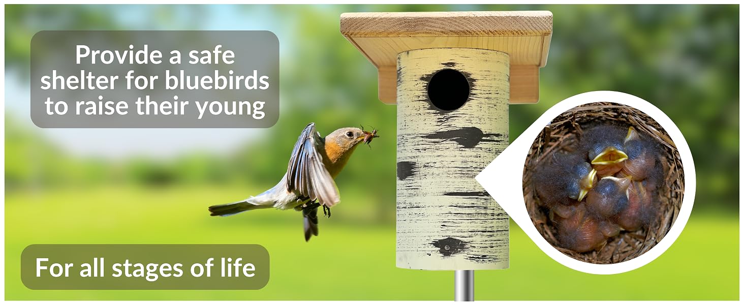 dutchcrafters cedar wood bluebird nesting box wooden birdhouse for all life stages