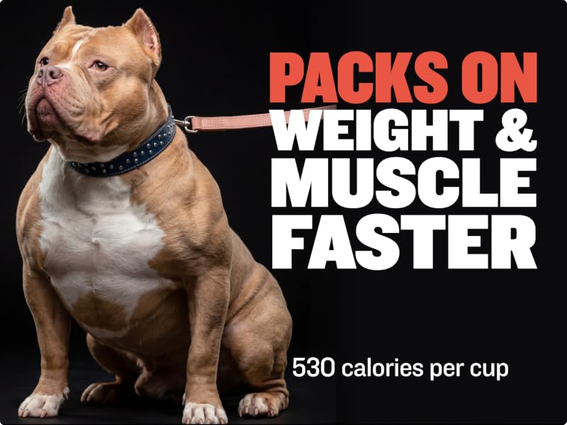 pit bull food for building muscle