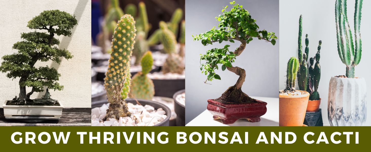 collage image that shows various bonsai tree and cactus