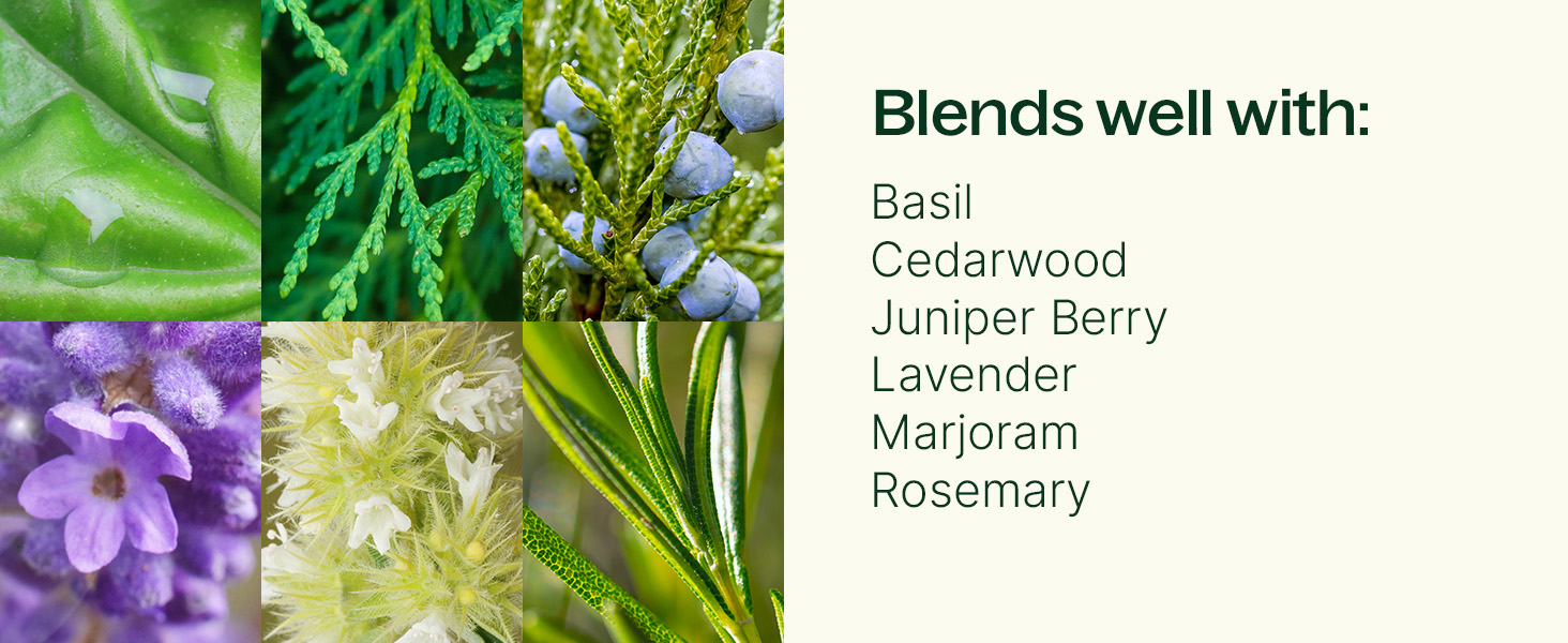 blends with basil lavender rosemary