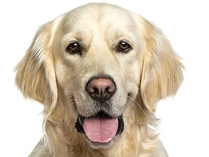 Cardio Support for Dogs