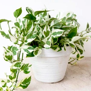 philodendron lily low light water rose lucky bamboo suculentas hoya houseplants anniversary kitchen