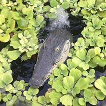 alligator head decoy alligator pool float predator floating crocodile pool
