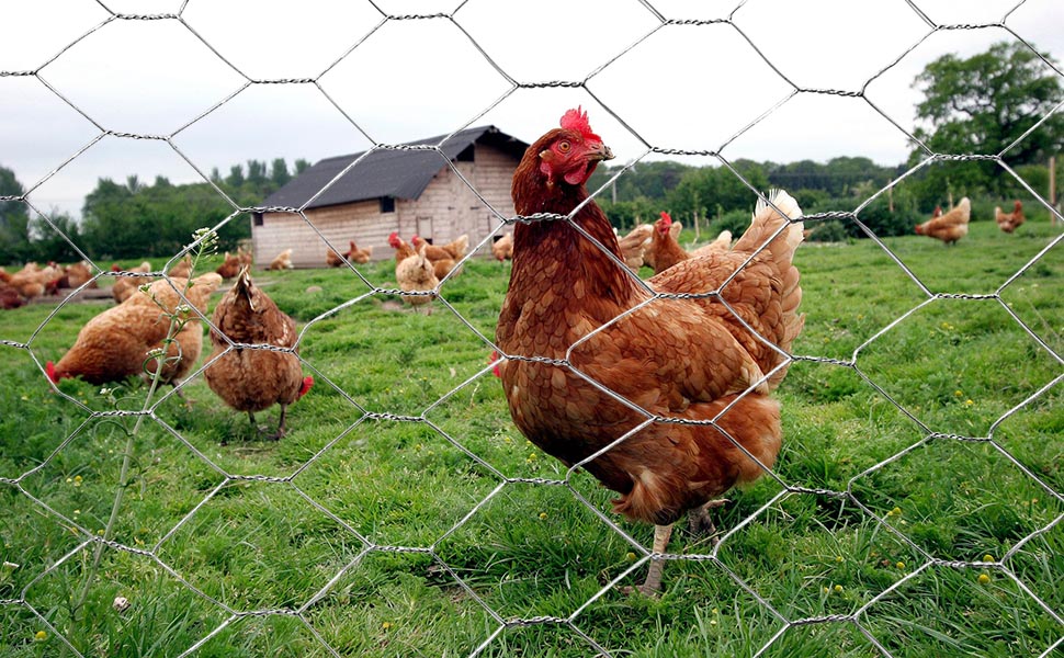 galvanized chicken wire 2inch 20GA