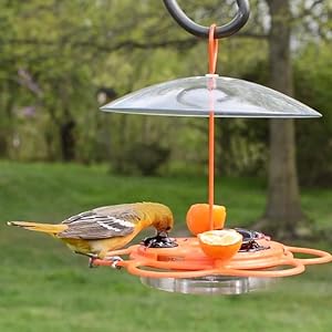 female oriole