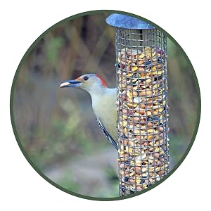 lyric, bird seed, bird food, lyric bird seed, wild bird seed, woodpecker food, woodpecker feeder