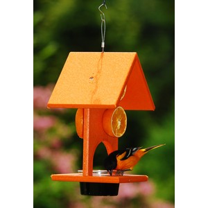 SERUBFJF Oriole in Action