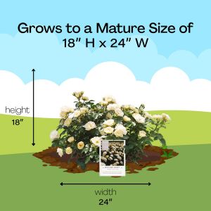 Mature Size
