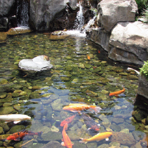 Waterfall, water garden, pond