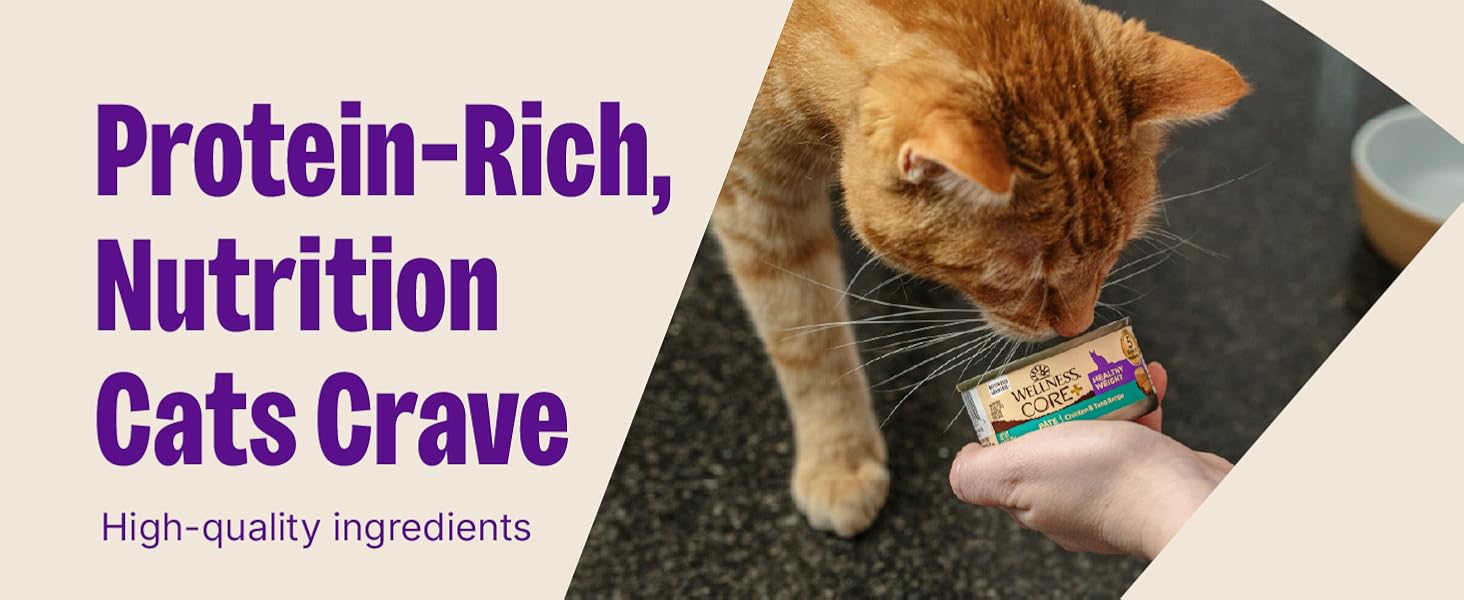 Protein-Rich Nutrition Cats Crave