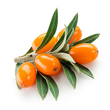 Sea Buckthorn