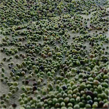 corto olive oil