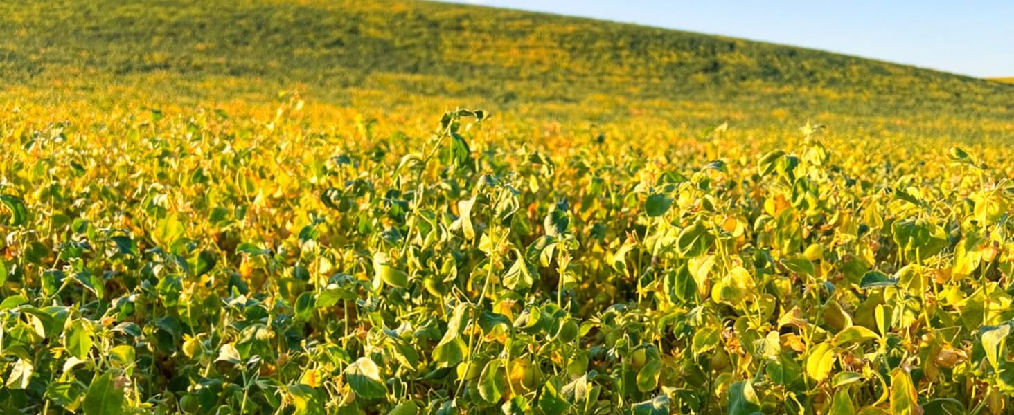 Chickpeas 2025 Field Trace
