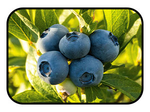 a cluster of ripe blueberries on the bush