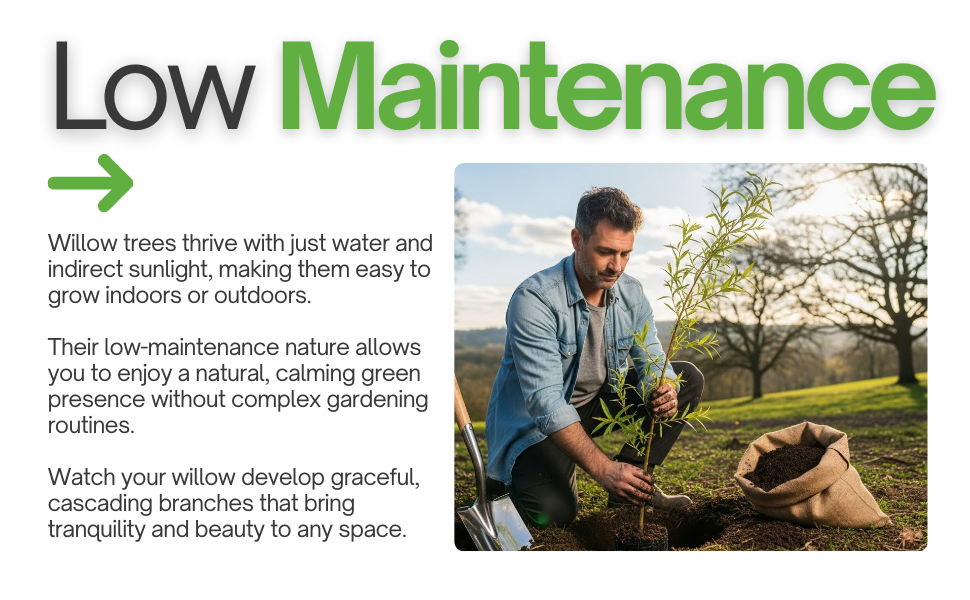 willow tree cutting