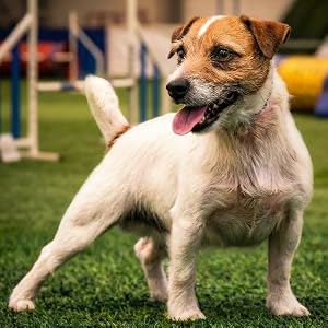 Small dog standing on grass outdoors with agility equipment in background