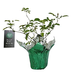 Ballerina Musk Rose: Multistemmed starter size plant rooted and growing in 4 inch nursery pot.