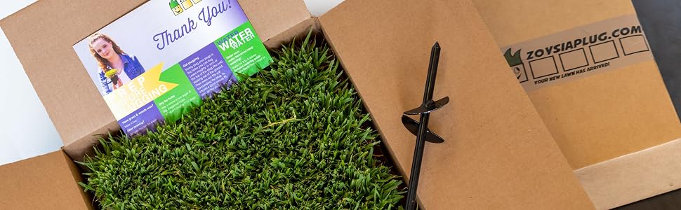 Zoysia Tray