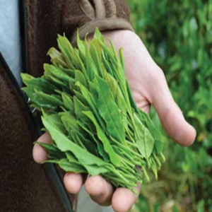 leaf