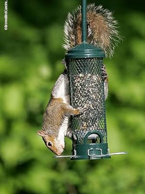 1055 squirrel