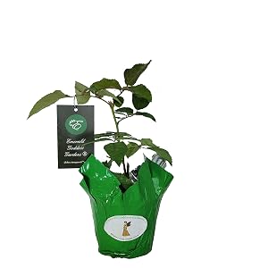 Belinda's Dream Rose: Starter size rose plant rooted and growing in 4 inch nursery pot.