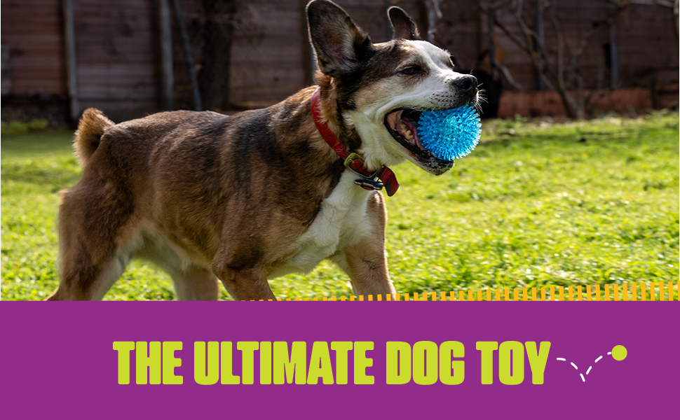 royal pets interactive dog toys