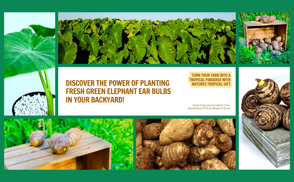 Discover Elephant Ear Bulbs